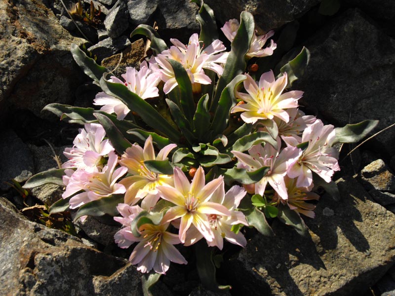Lewisia longipetala 'Little Peach' en fleurs dans un jardin avec drainage parfait